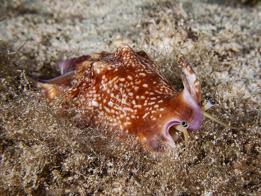 Euprotomus bulla